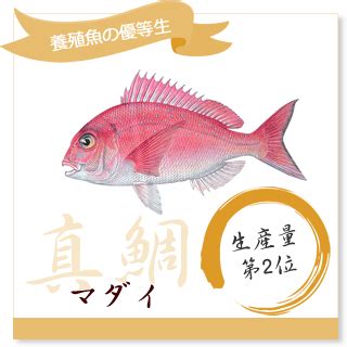 養魚的種類|どんな魚が養殖されているの？ 